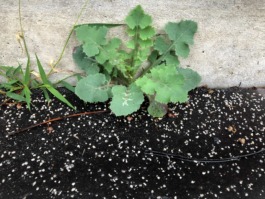 Action for Sustainable Future hub