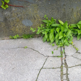 © Wiener Sukzession